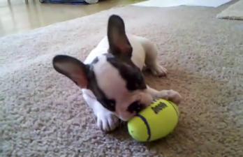 Gus the Frenchie